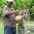 Обезьяна, которая умеет собирать кокосы