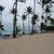 Королевские пальмы на пляже