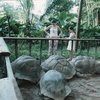 Гигантские черепахи 